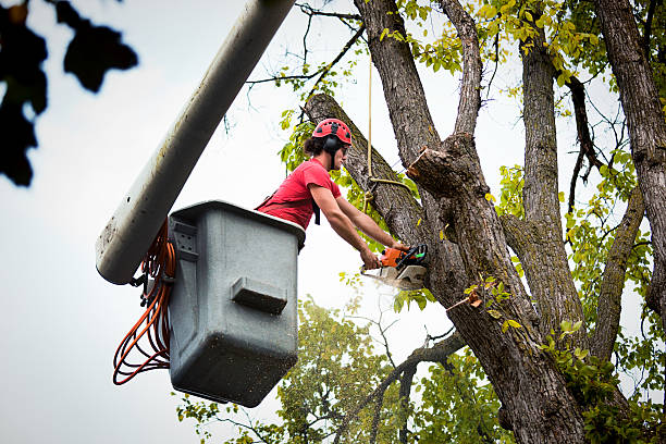 Best Emergency Tree Removal  in Parlier, CA